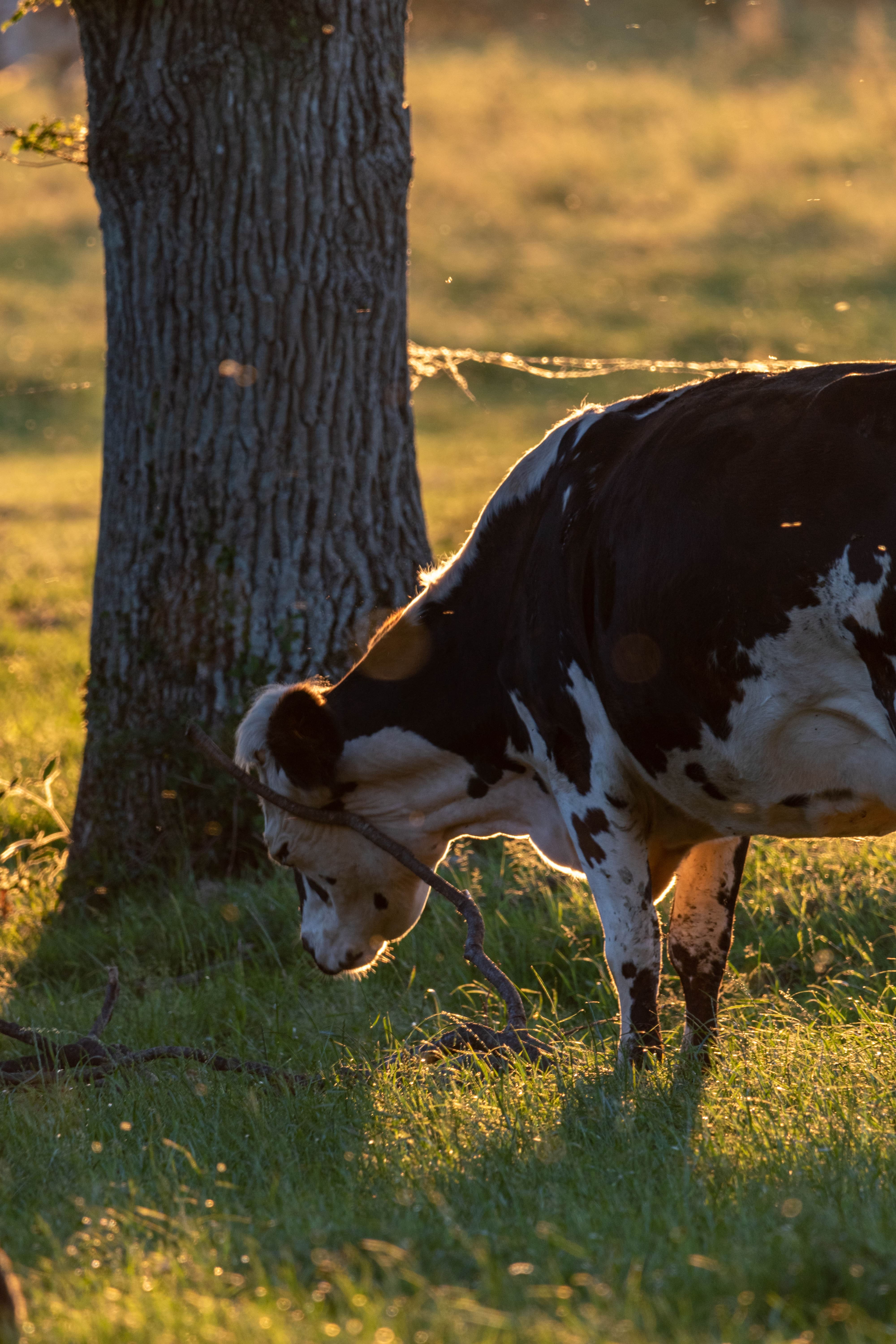 Photo de vache 6